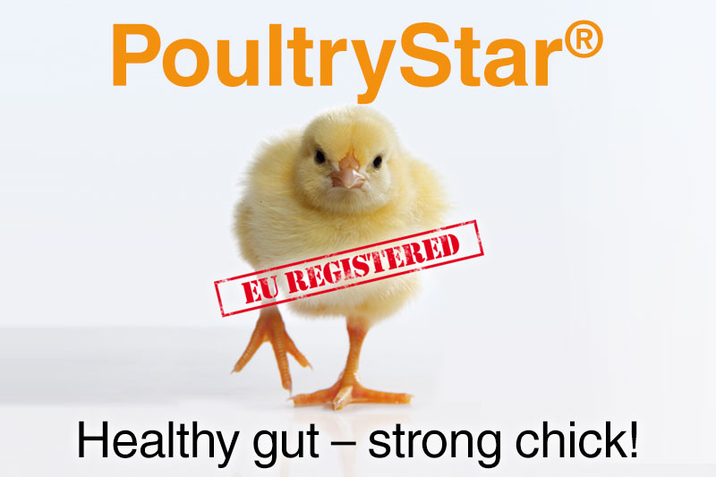 RTEmagicC_PoultryStar_800x533